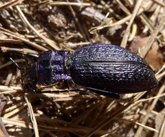 Carabus intricatus