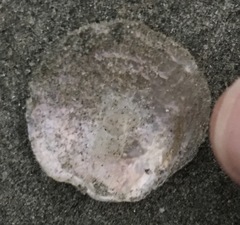 Isognomon isognomum