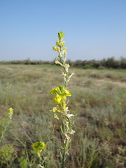 Erysimum canum