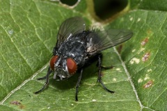 Epicampocera succincta