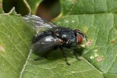 Epicampocera succincta