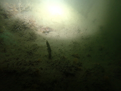 Platycephalus westraliae