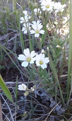 Cerastium arvense strictum