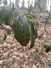 Mycosphaerella colorata