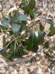 Mycosphaerella colorata