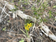 Hypericum limosum
