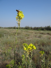 Erysimum canum