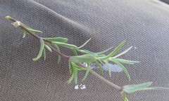 Cerastium arvense strictum