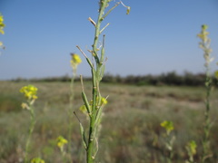 Erysimum canum
