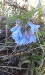 Mertensia lanceolata