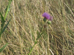 Cirsium alatum