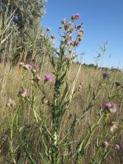 Cirsium alatum