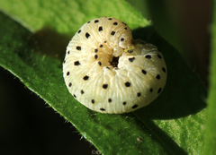 Tenthredo neobesa