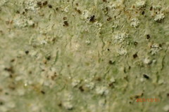 Nadvornikia sorediata