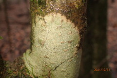 Nadvornikia sorediata