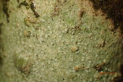 Nadvornikia sorediata