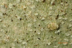 Nadvornikia sorediata