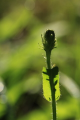 Tenthredo neobesa