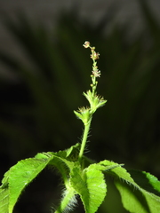 Astraea surinamensis