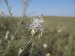 Centaurea breviceps