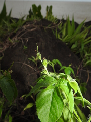 Astraea surinamensis