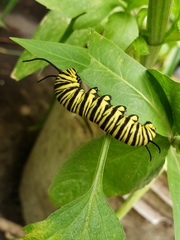 Danaus erippus