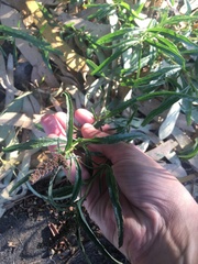 Amaranthus muricatus