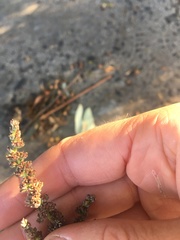 Amaranthus muricatus