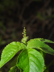 Astraea surinamensis