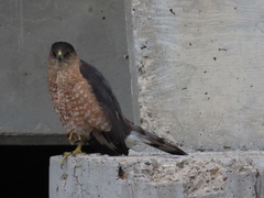Accipiter cooperii