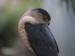 Accipiter cooperii