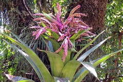 Tillandsia australis