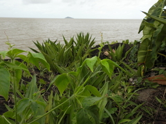 Astraea surinamensis