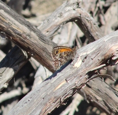 Auca coctei nycteropus