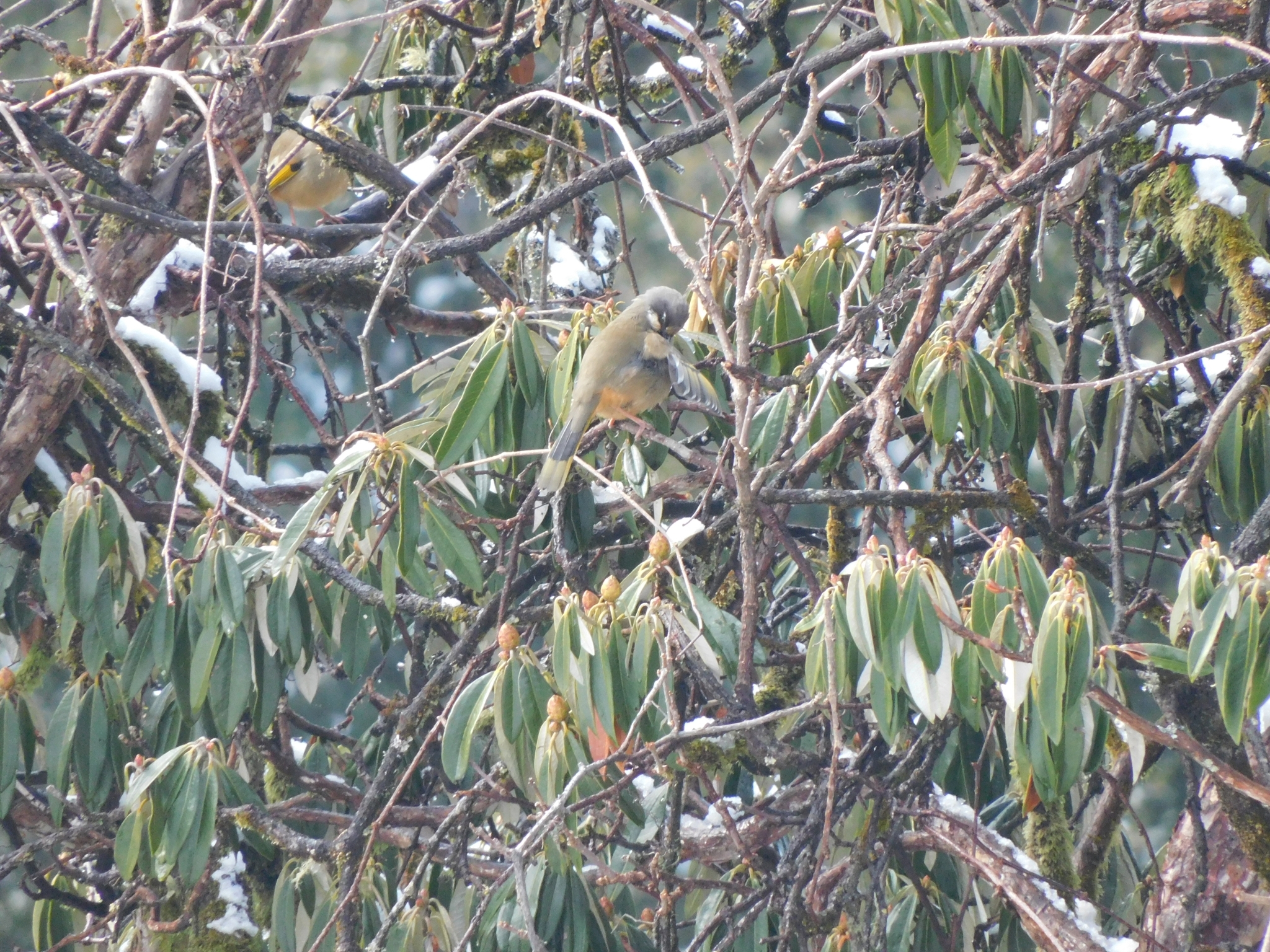 Variegated Laughingthrush