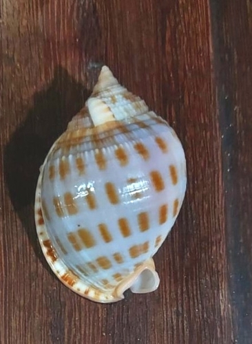 Scotch Bonnet Snail