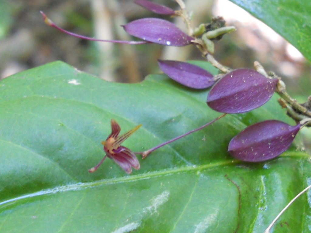 Pabstiella brasilica