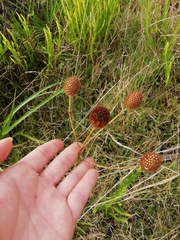 Eryngium sanguisorba