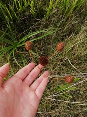 Eryngium sanguisorba