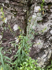 Ludwigia longifolia
