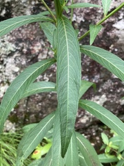 Ludwigia longifolia