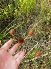 Eryngium sanguisorba