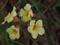 Centranthera cochinchinensis