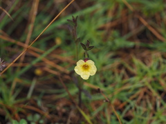 Centranthera cochinchinensis