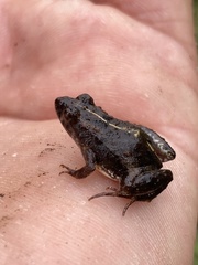 Pseudopaludicola falcipes