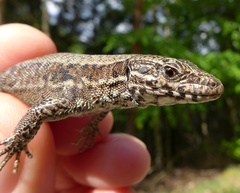 Podarcis muralis