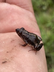 Pseudopaludicola falcipes