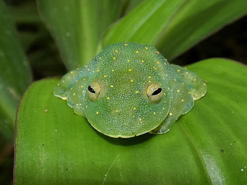 San Jose Cochran Frog, Cochranella euknemos