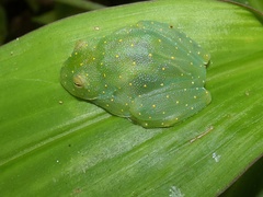 Cochranella euknemos
