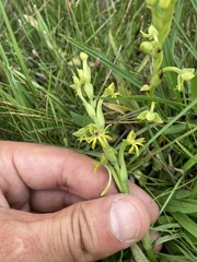 Habenaria pentadactyla